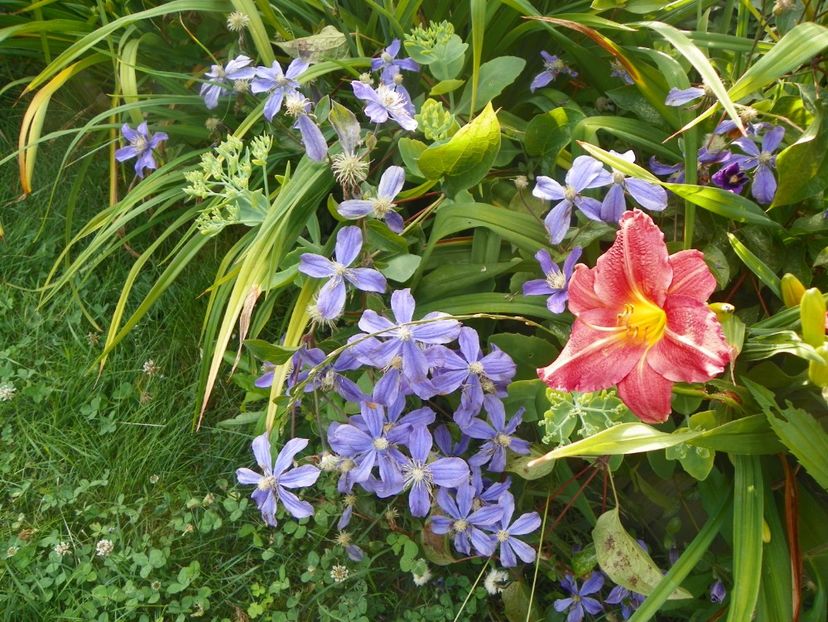 Arabella - Clematite 2017