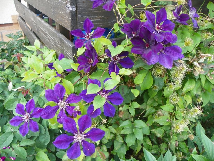 Gipsy Queen - Clematite 2017