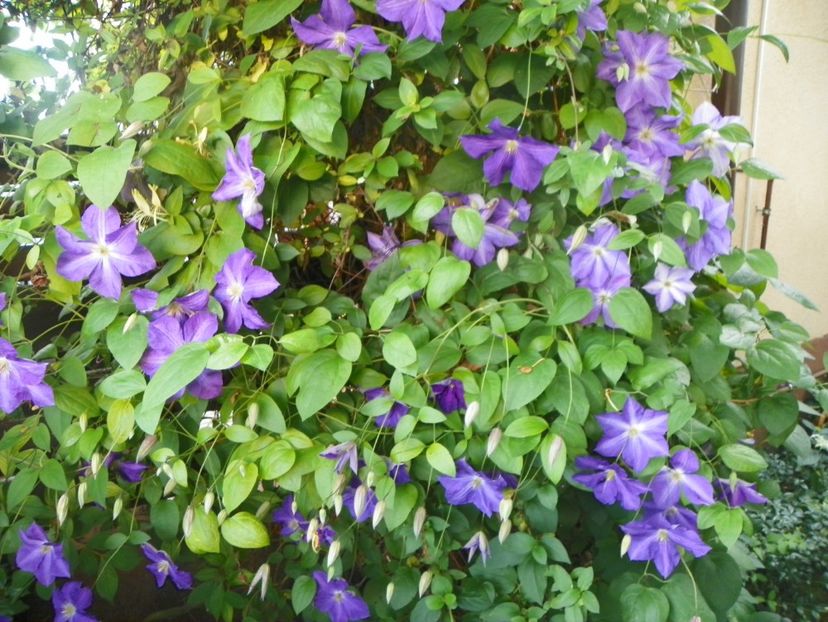 Jackmanii - Clematite 2017