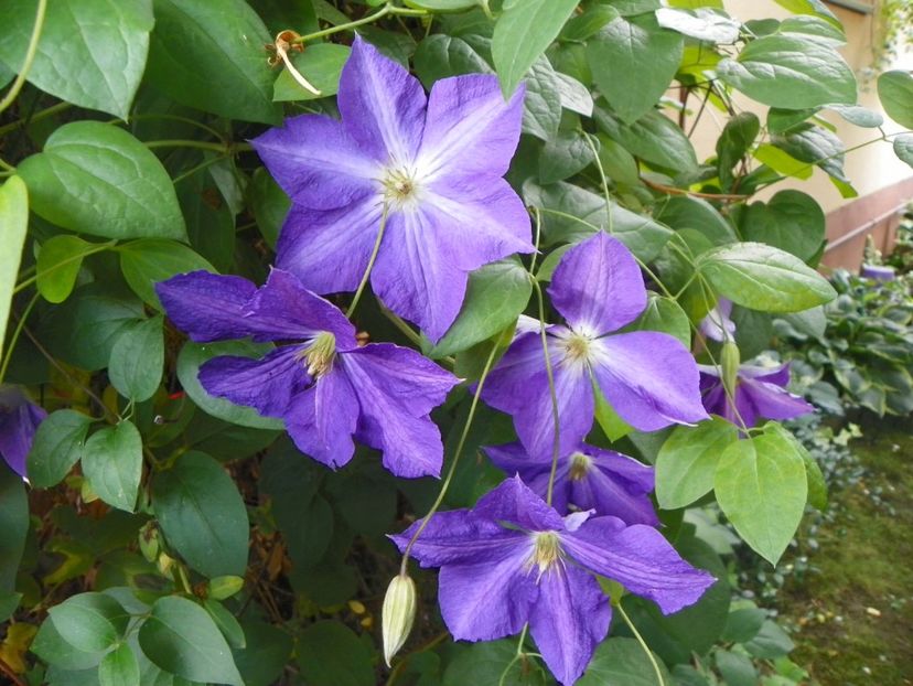 Jackmanii - Clematite 2017