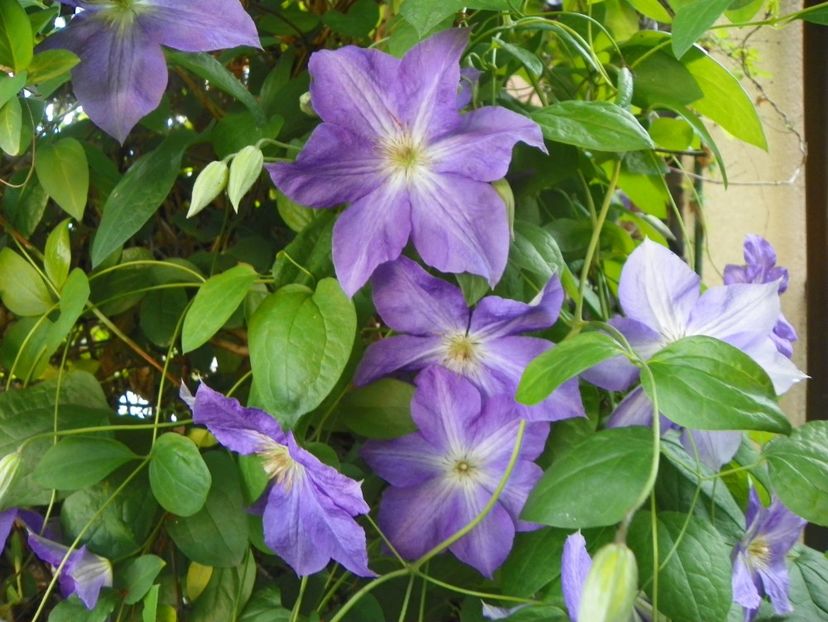 Jackmanii - Clematite 2017