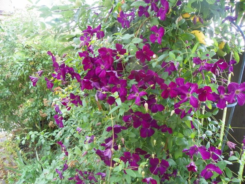 Royal Velours - Clematite 2017