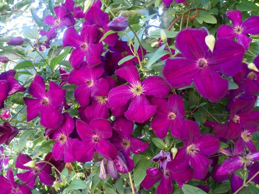 Royal Velours - Clematite 2017