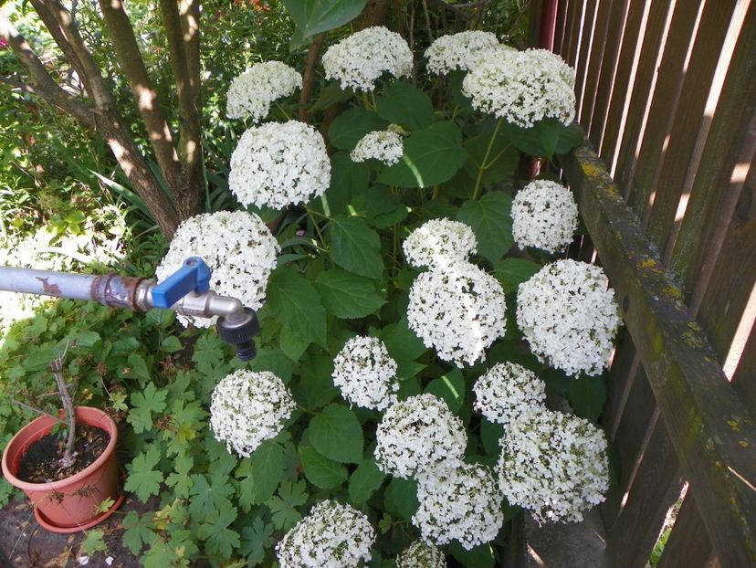 hydrangea arb. Annabelle - Copacei si arbusti 2017