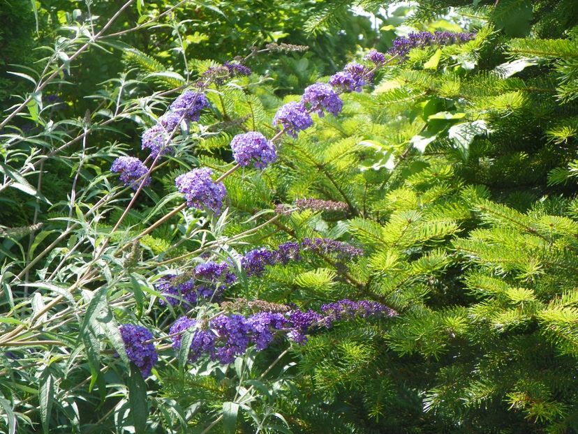 buddleja Empire Blue - Copacei si arbusti 2017