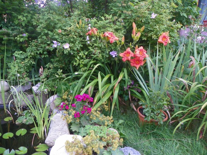 14 iul 384 - Gradina 2017