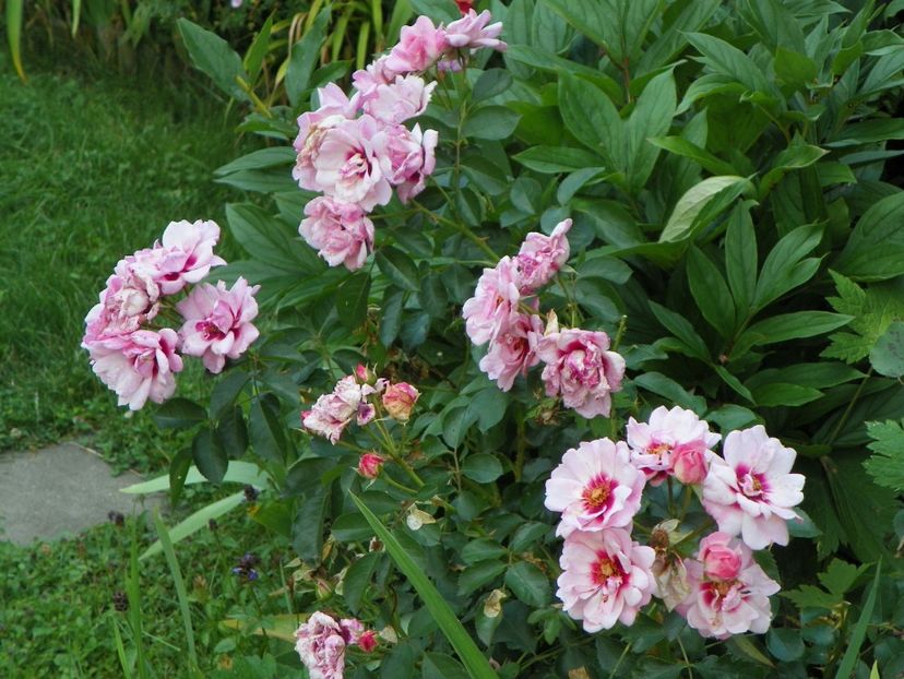 Chewdelight - Trandafiri 2017-1