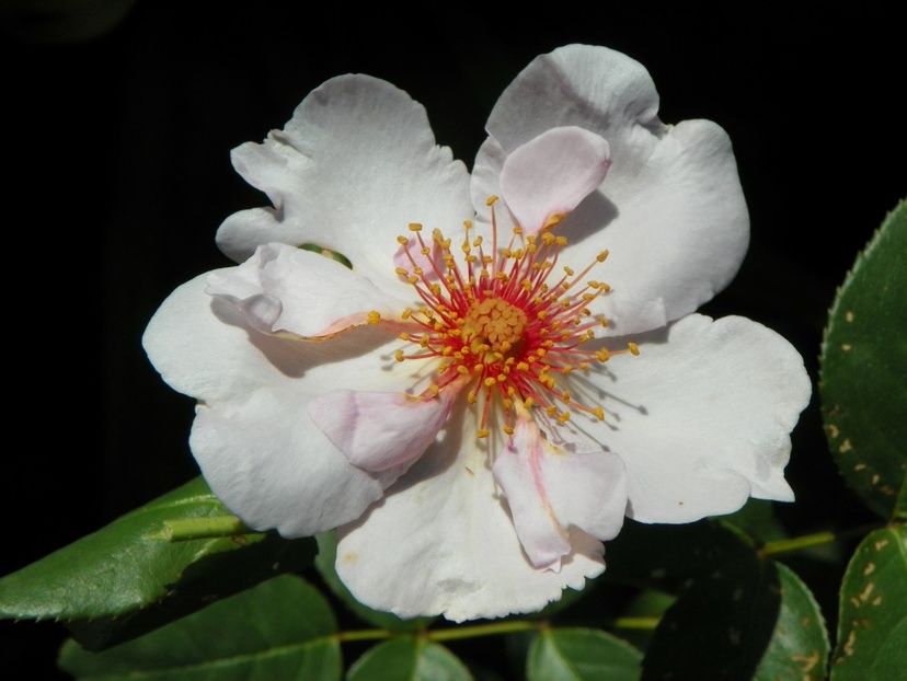 Astronomia - Trandafiri 2017-1