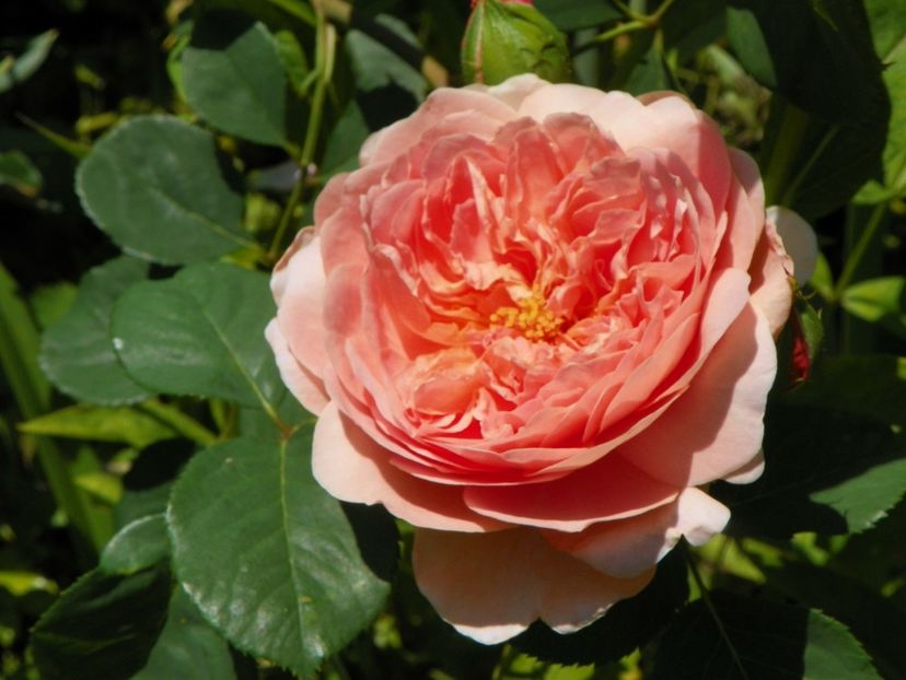 A Shropshire Lad - Trandafiri 2017-1