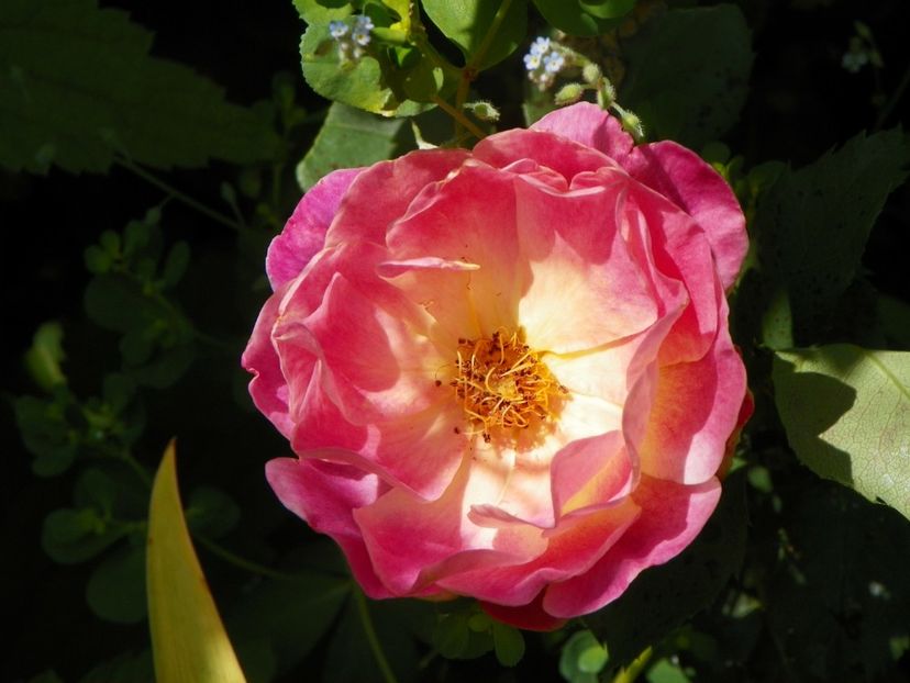 Prieure de St. Cosme - Trandafiri 2017-1