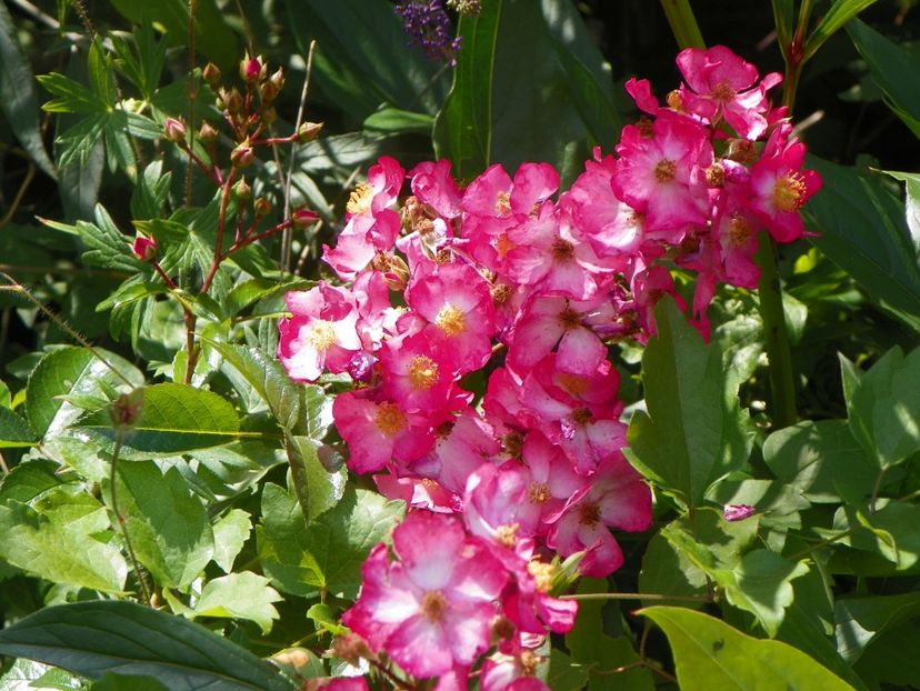 Juanita - Trandafiri 2017-1