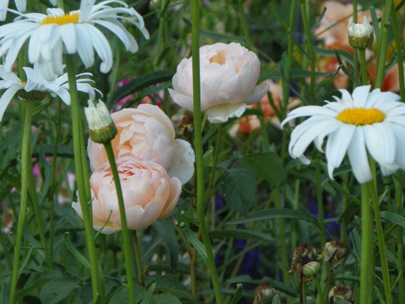 Jude the Obscure - Trandafiri 2017-1