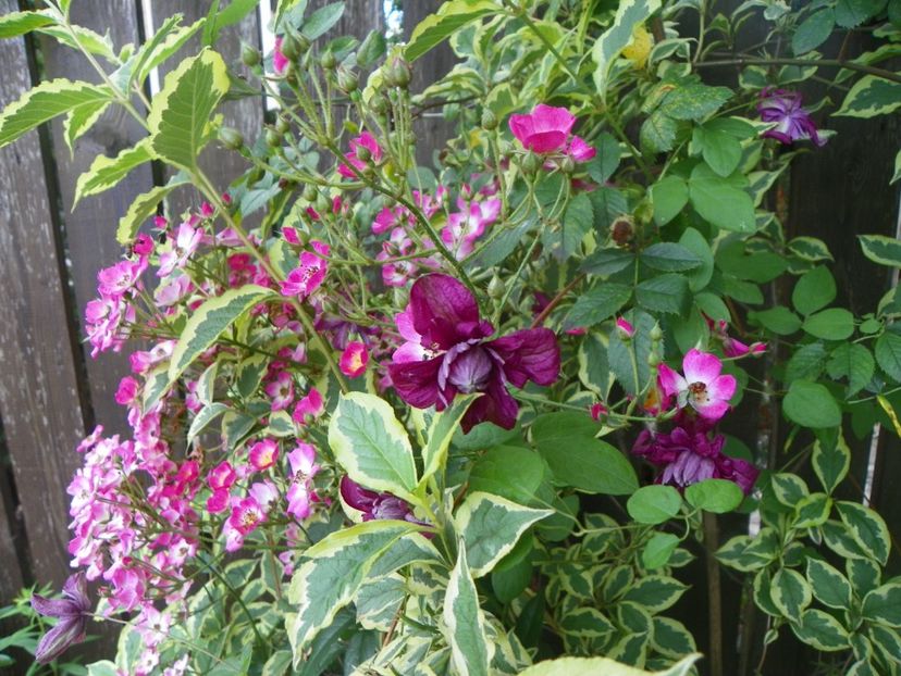 Mozart - Trandafiri 2017-1