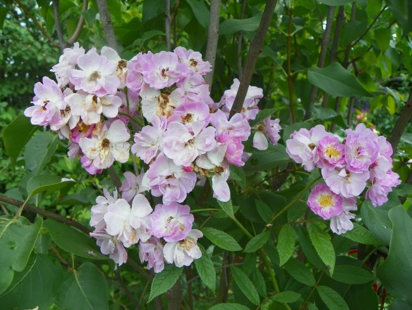 Robin Rambler - Trandafiri 2017-1