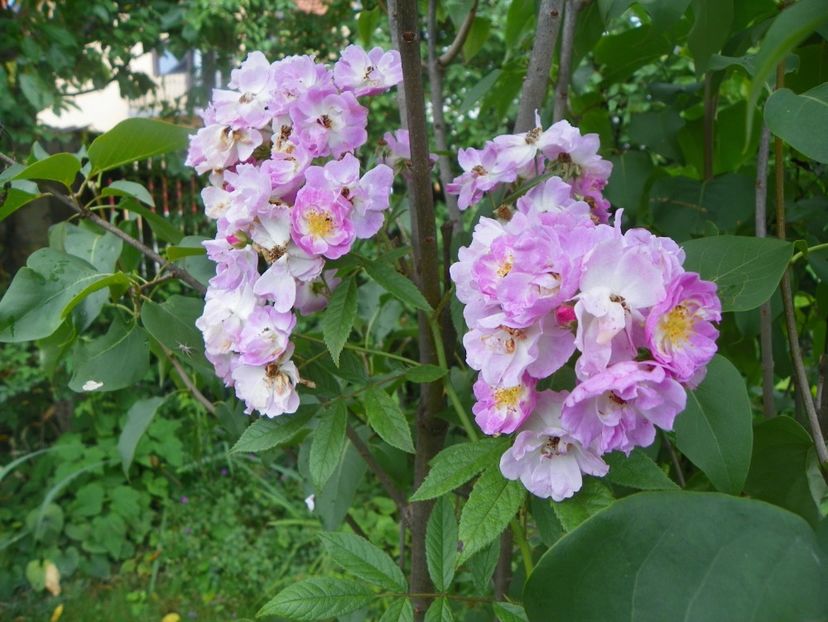 Robin Rambler (Donaunymphe?) - Trandafiri 2017-1