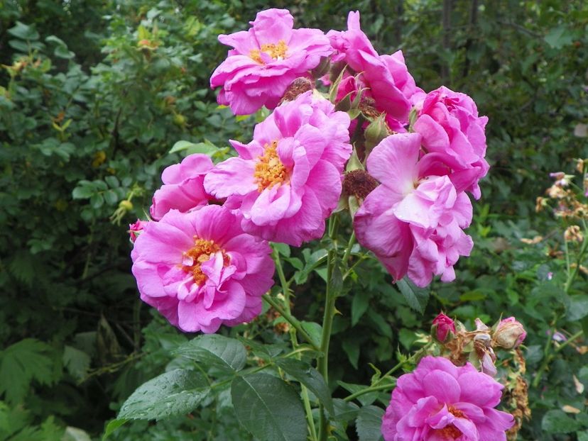 Cape Diamond - Trandafiri 2017-1