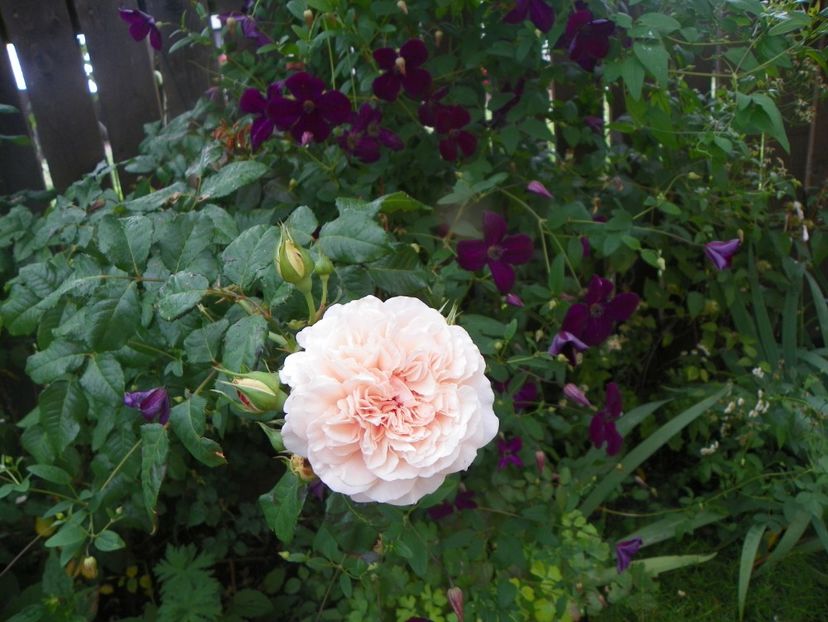 Rose de Tolbiac - Trandafiri 2017-1