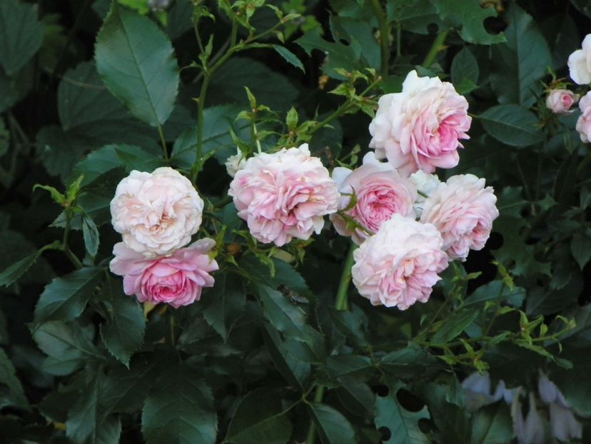 Larissa - Trandafiri 2017-1