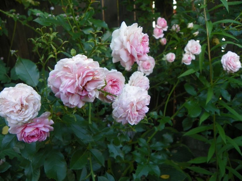 Larissa - Trandafiri 2017-1