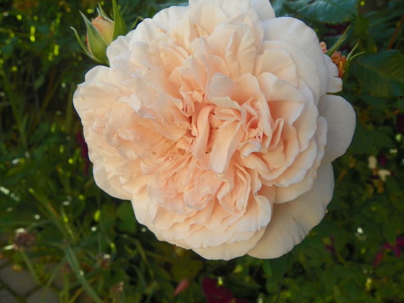 Rose de Tolbiac - Trandafiri 2017-1