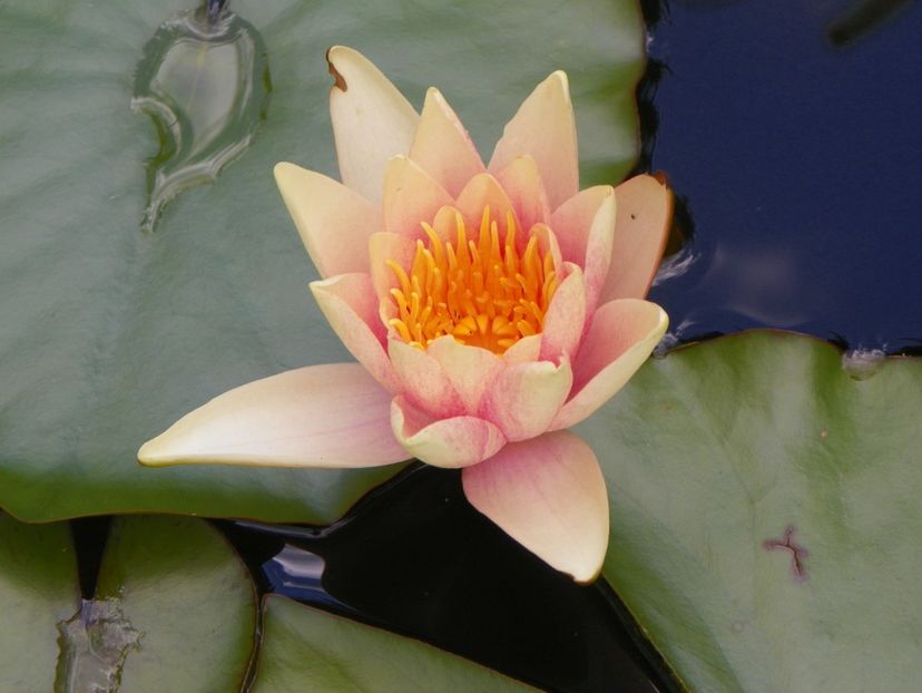 14 iul 001 - Vara 2017