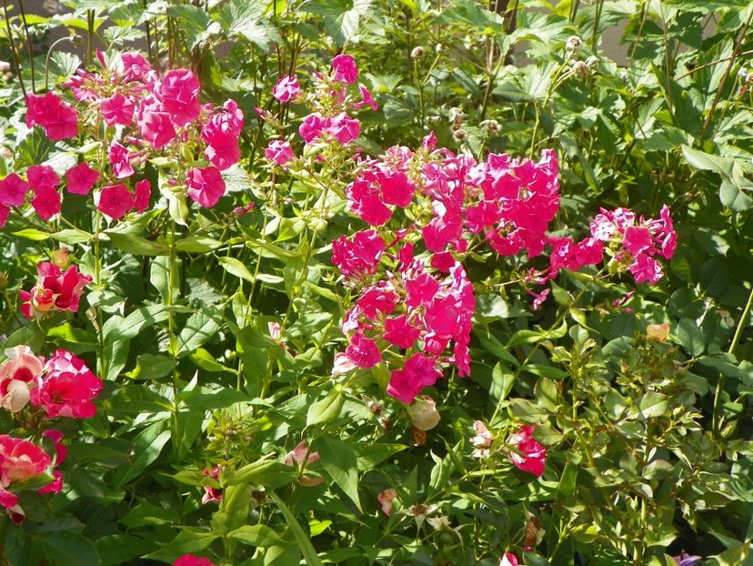 14 iul 003 - Vara 2017