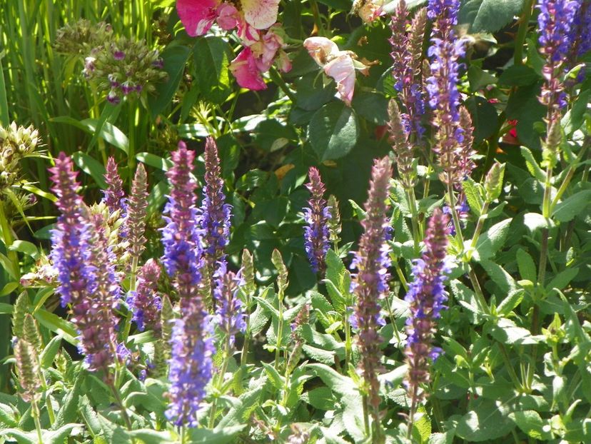 14 iul 046 - Vara 2017