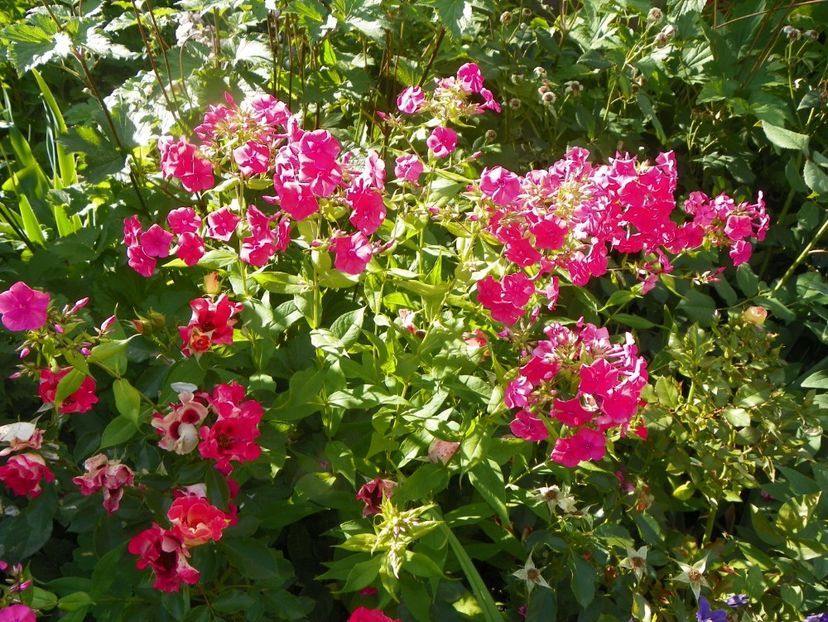 14 iul 063 - Vara 2017