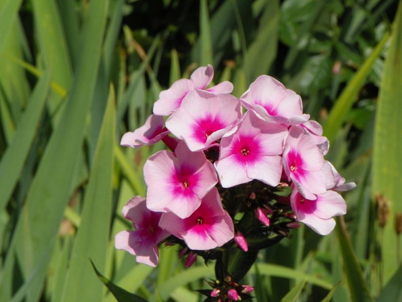 14 iul 106 - Vara 2017