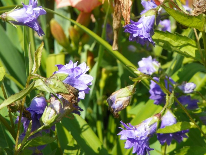 14 iul 117 - Vara 2017