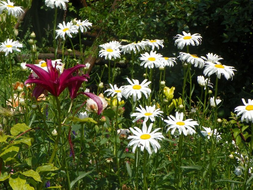 14 iul 119 - Vara 2017