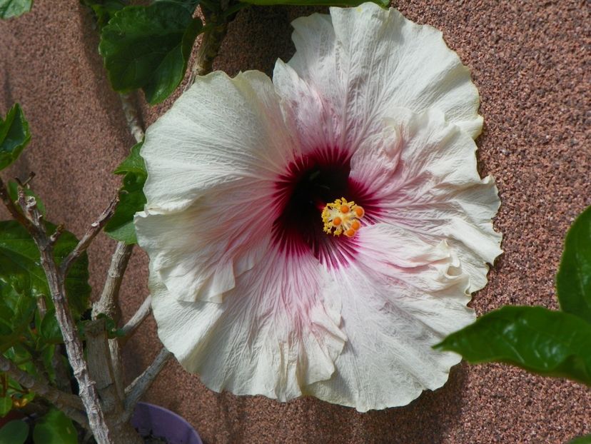 14 iul 148 - Vara 2017