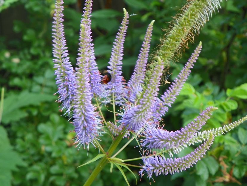 14 iul 239 - Vara 2017