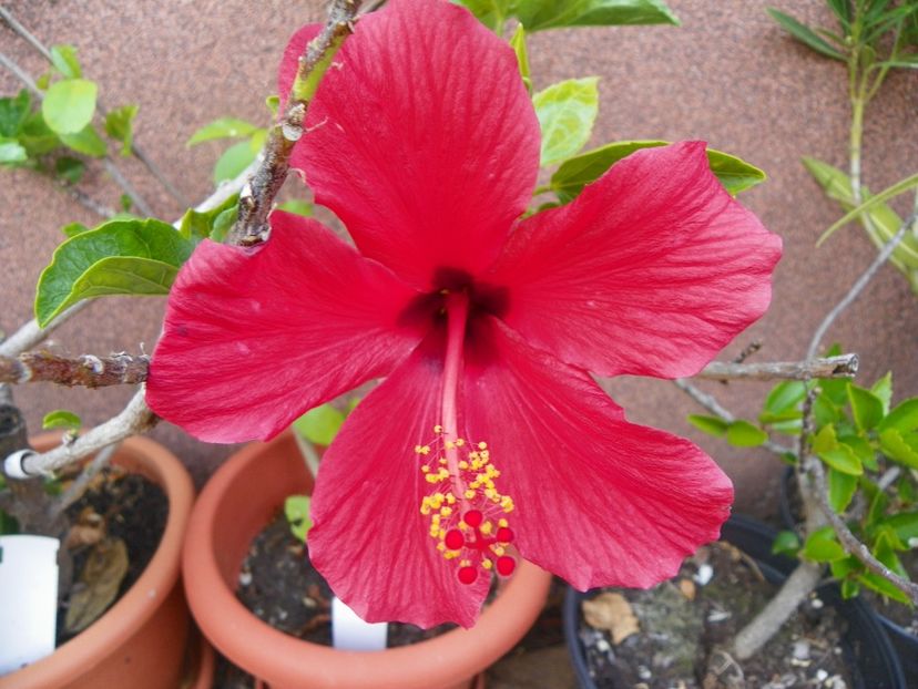 14 iul 247 - Vara 2017