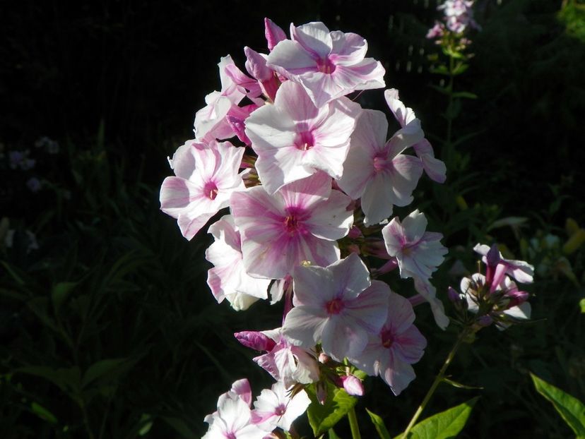 14 iul 267 - Vara 2017