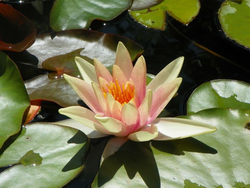 14 iul 280 - Vara 2017