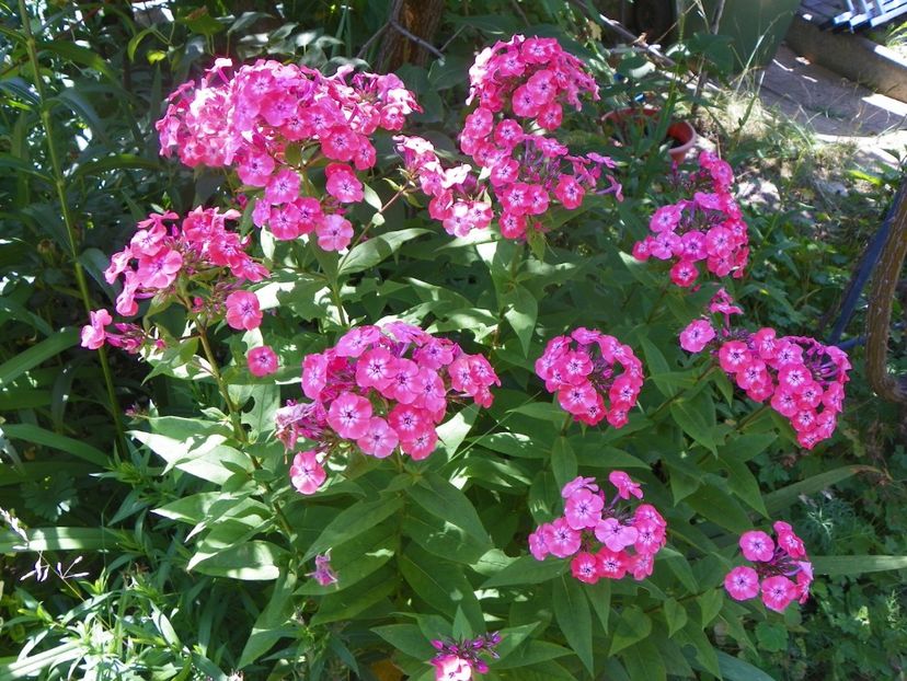 14 iul 290 - Vara 2017