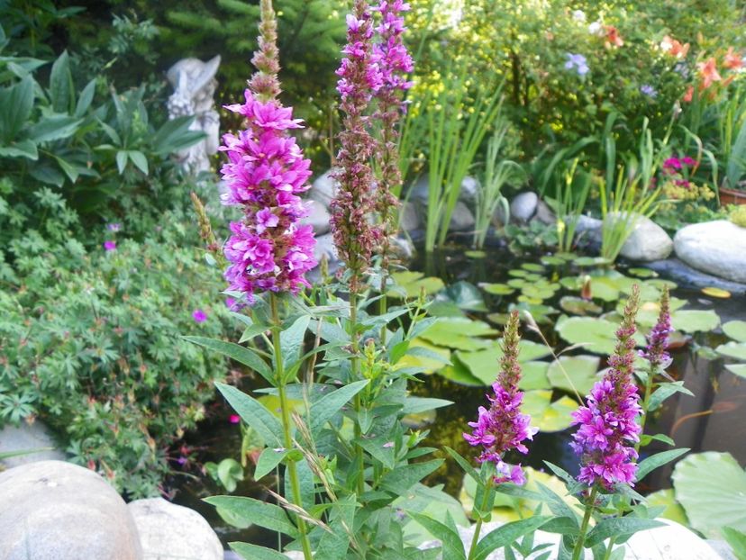 14 iul 303 - Vara 2017