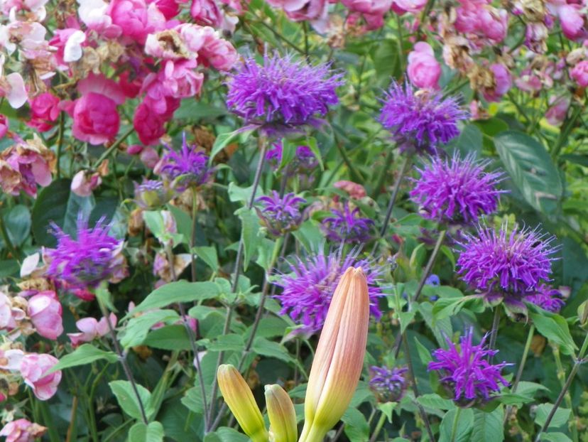 14 iul 314 - Vara 2017