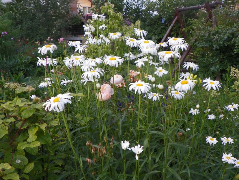 14 iul 318 - Vara 2017