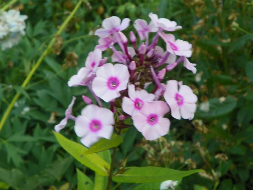 14 iul 363 - Vara 2017