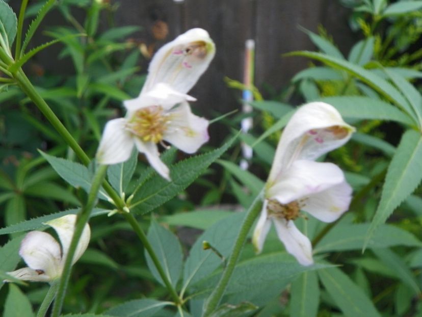 14 iul 366 - Vara 2017