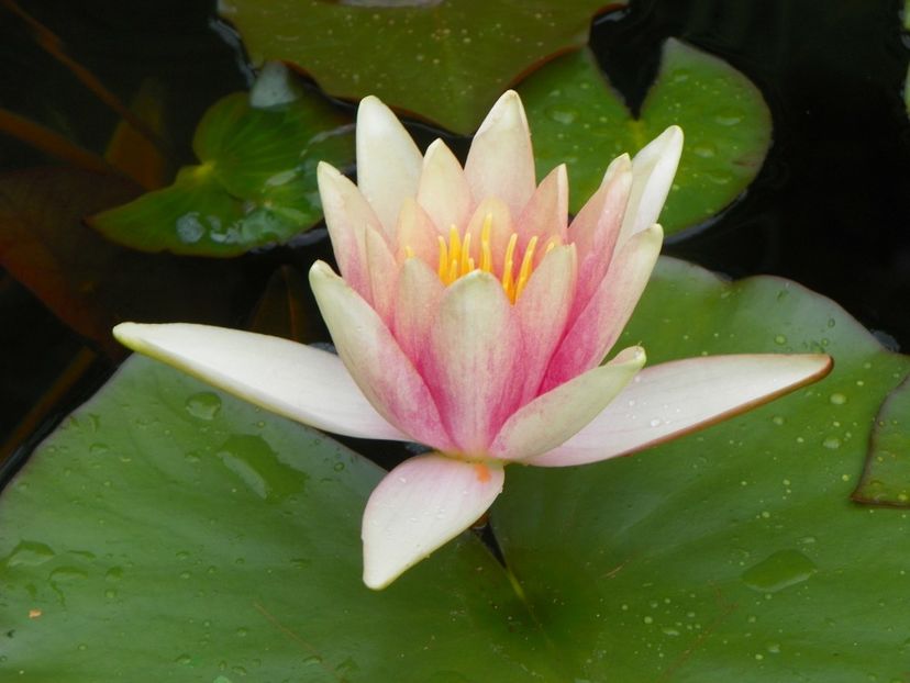 14 iul 383 - Vara 2017