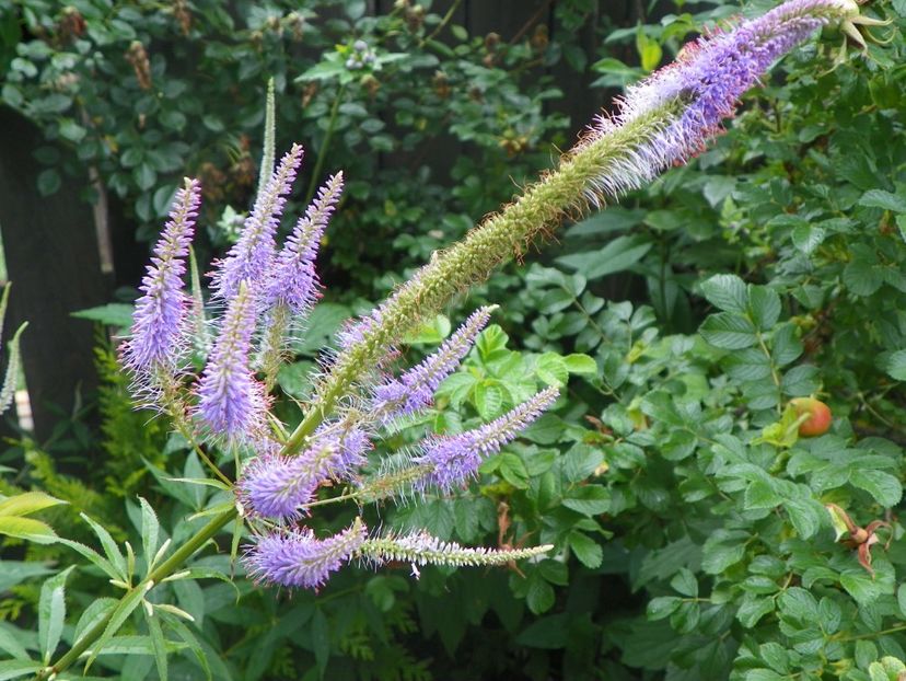 14 iul 422 - Vara 2017