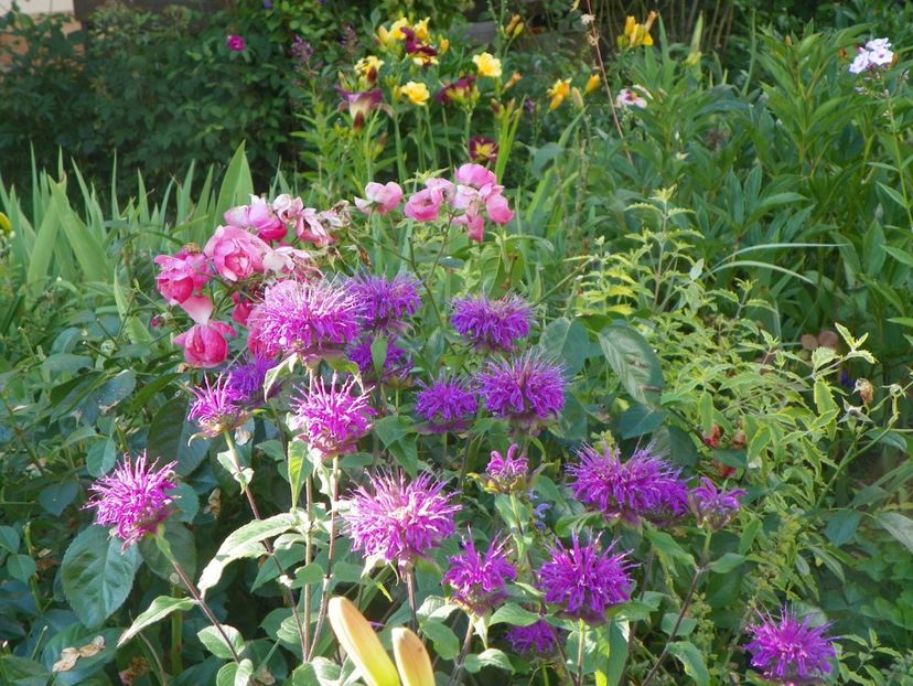 14 iul 484 - Vara 2017