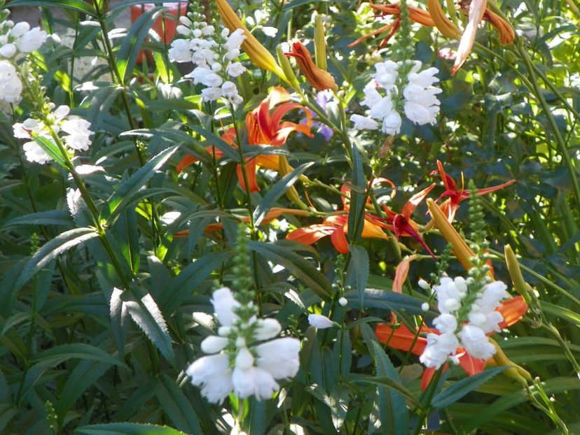 14 iul 524 - Vara 2017