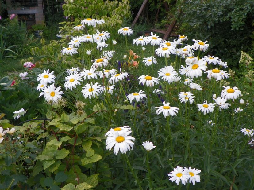 14 iul 540 - Vara 2017