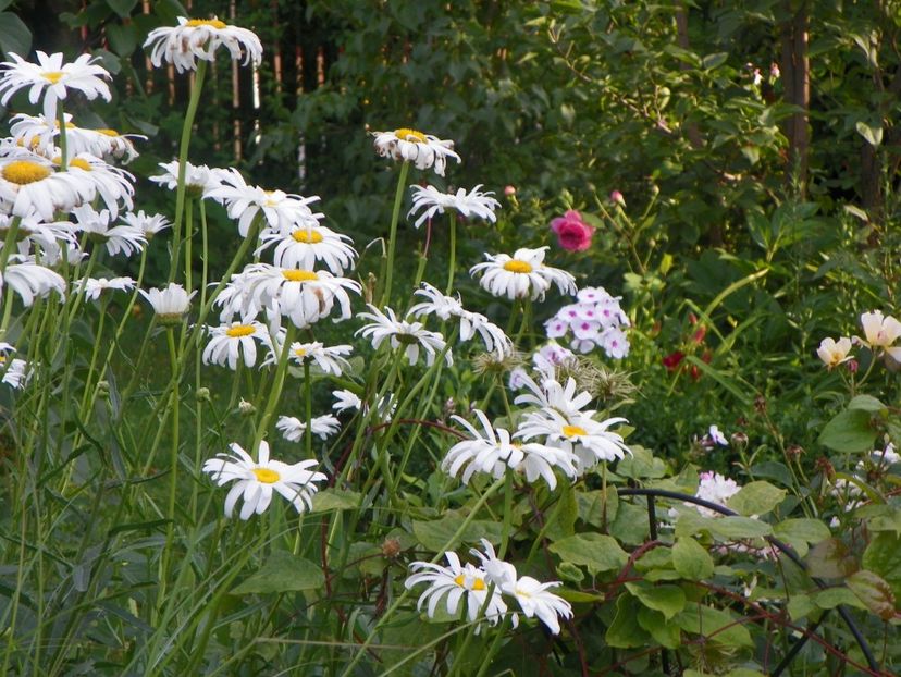 14 iul 546 - Vara 2017