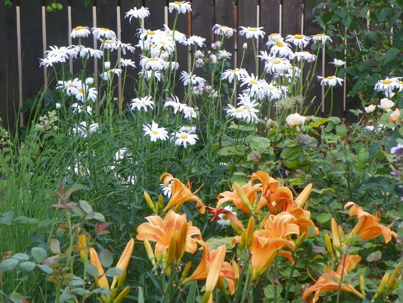 14 iul 553 - Vara 2017