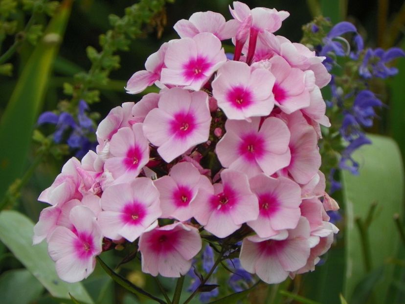 14 iul 554 - Vara 2017